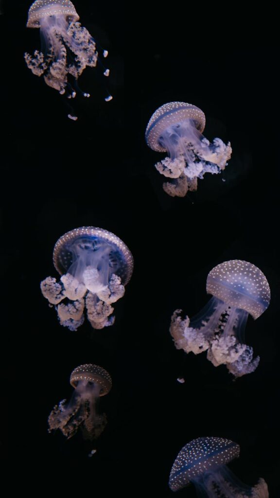 A mesmerizing view of translucent jellyfish gliding gracefully through the dark ocean waters.