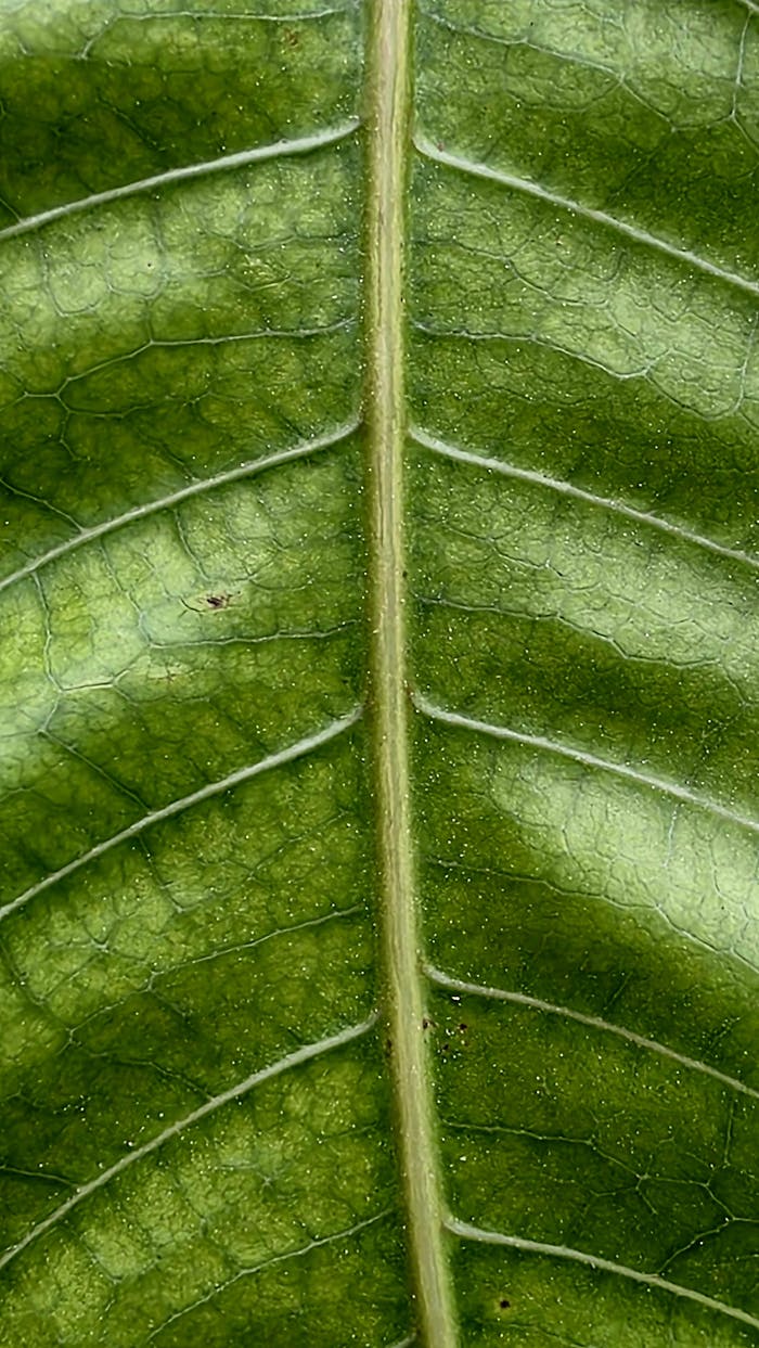 Pexels Photo 36549028